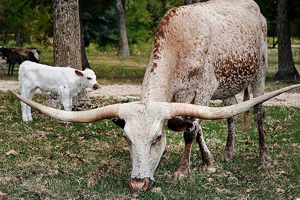 Cattle- Cookie Dough & her baby Wiggy!