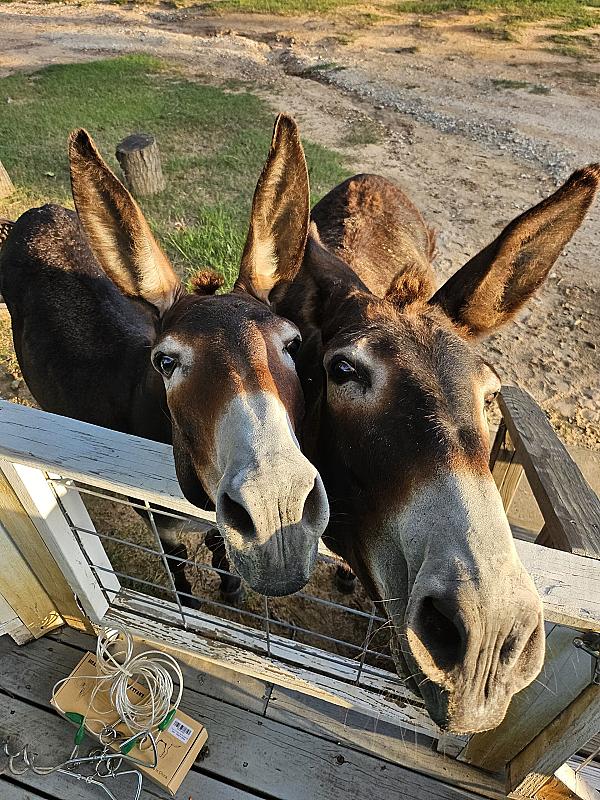 Donkeys- Wynona & Naomi!