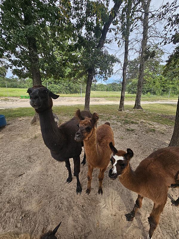 3 of our 4 llamas, Hershey, Stanley & Winnie!