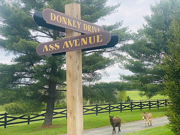 Signs at the farm for Donkey Drive