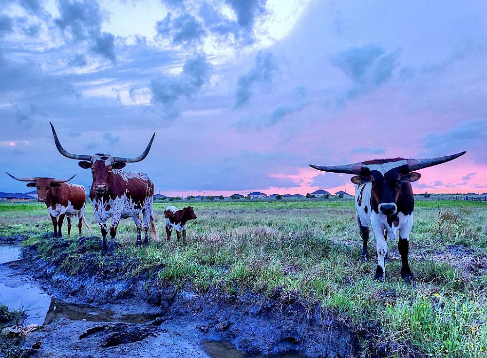 Featured Image- Long horn cattle standing by a stream