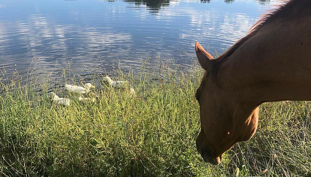 Featured Image - horse looking at ducks in water