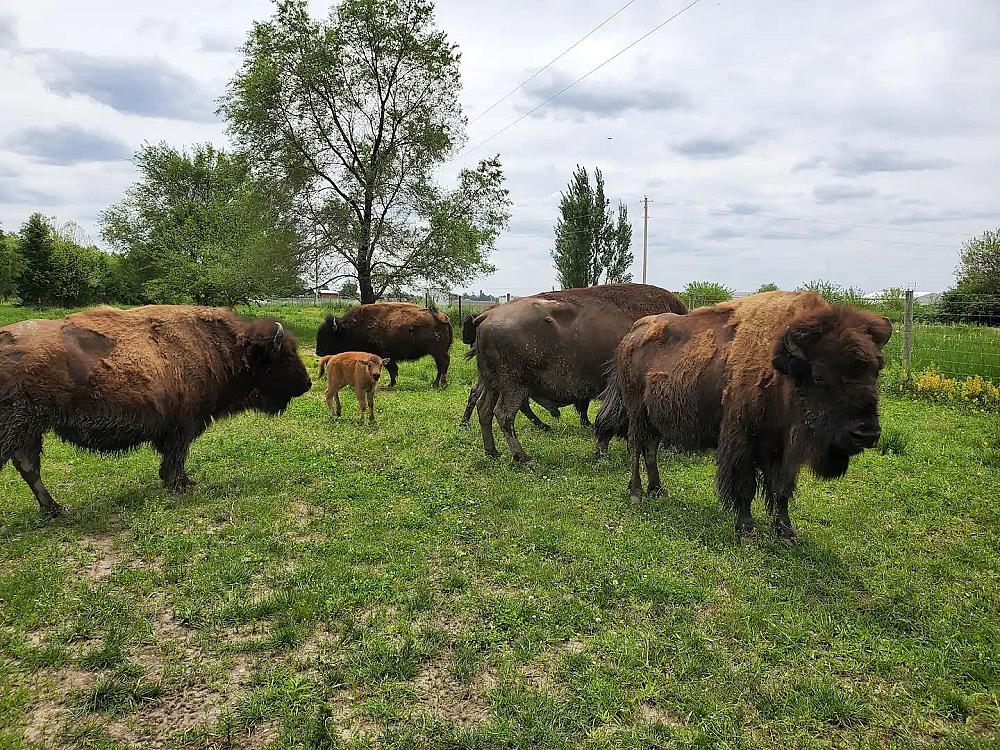 Featured Image- Bison standing in a field