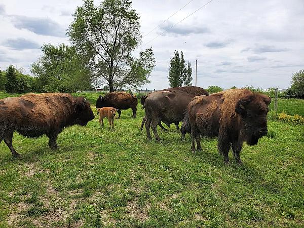Prairie Rim Bison Ranch