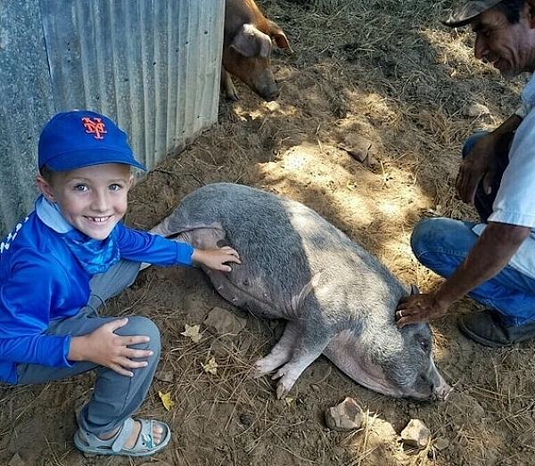 boy petting a pig