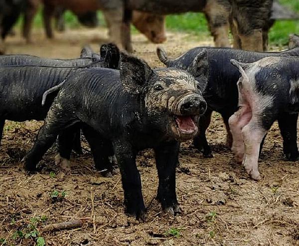 pigs playing on the farm