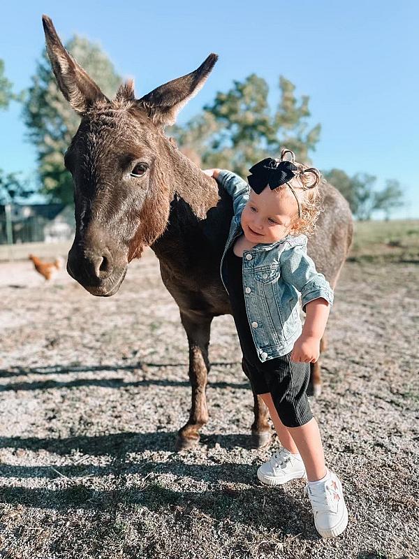 Donkey with a child