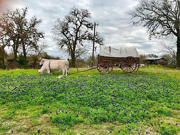 old pioneer wagon with fake oxen