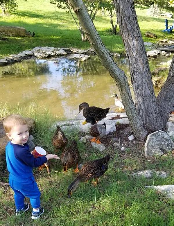 a little boy feeding ducks