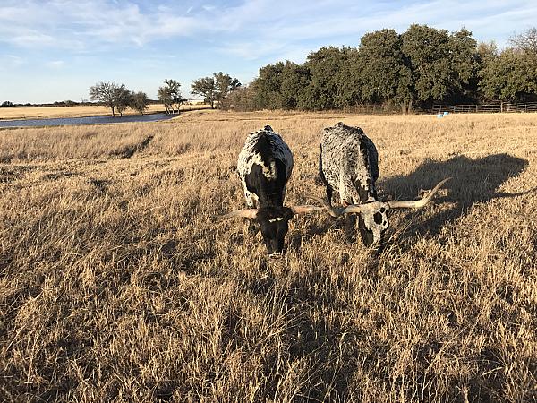 Cooperas Creek Ranch