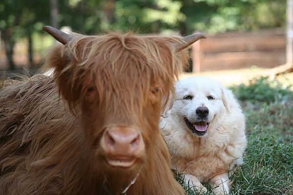 New Beginnings Historic Farm