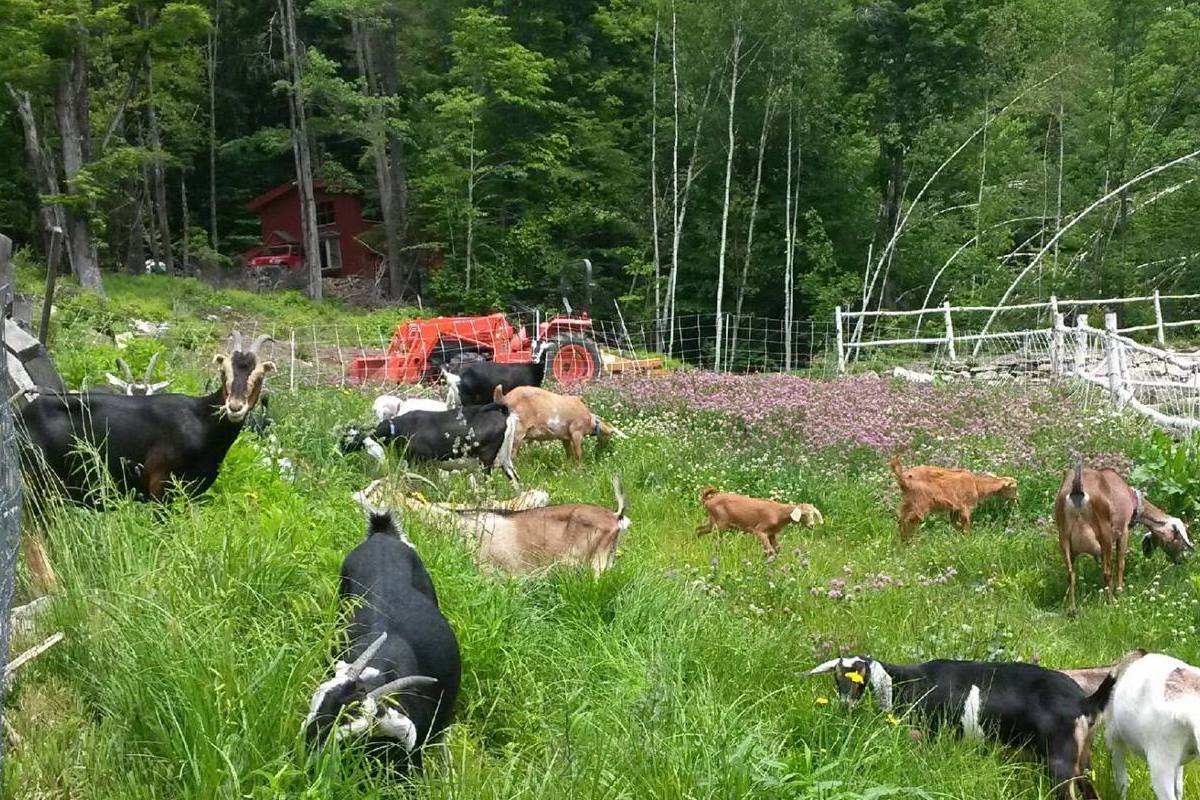 Cold Moon Farm, Jamaica, VT | Farm Stay USA