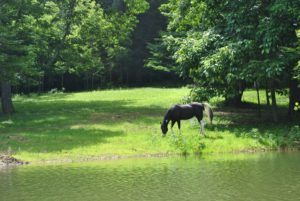 Willet Ponds Farm LLC, Todd, North Carolina | Farm Stay USA