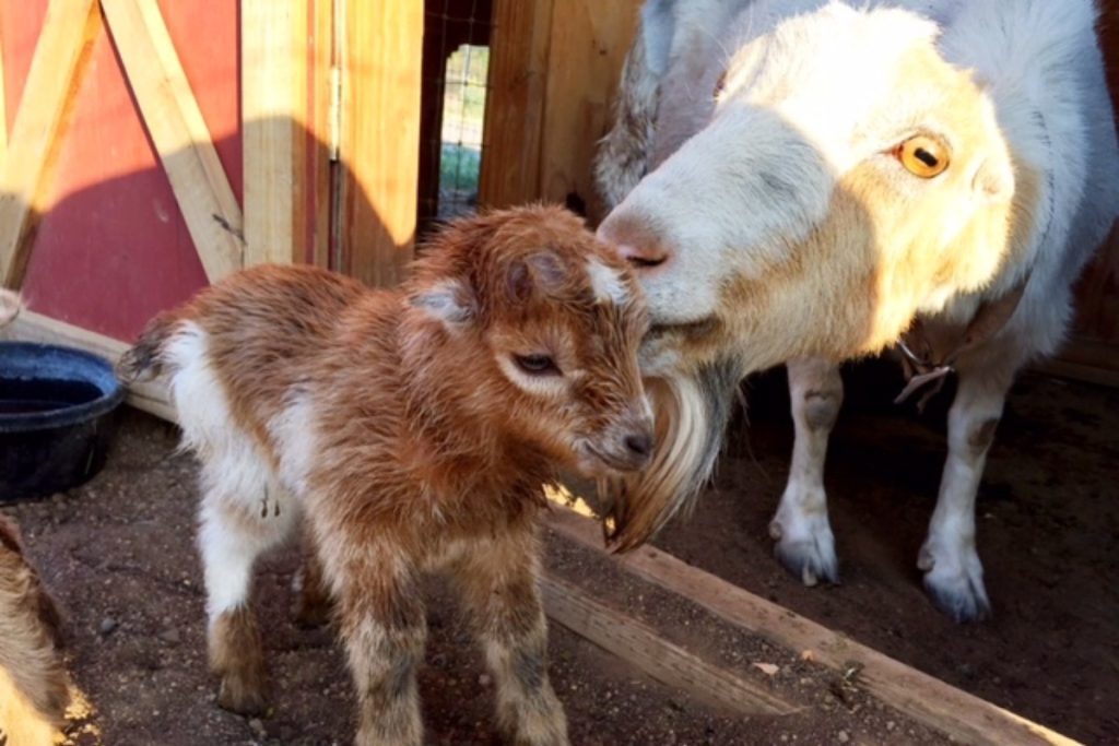 Three Sparrows Farm, Prescott, AZ | Farm Stay USA