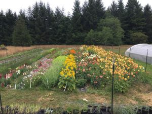 Brunner Family Farm, Mckinleyville, California | Farm Stay USA