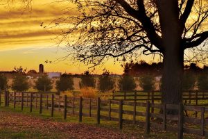 Crow Vineyard and Winery, Kennedyville, Maryland | Farm Stay USA