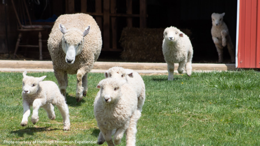 Lambs and sheep running out of the barn into the pasture at Heritage Hollow farm