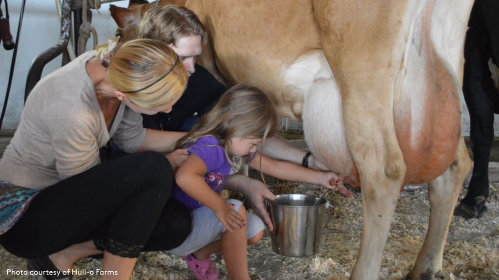 Mom and Dad helping their little girl milk a cow at Hull-o Farm