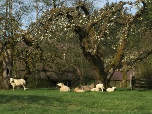 Leaping Lamb Farm, Alsea, Oregon | Farm Stay USA