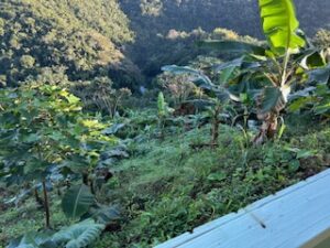 view out a window and down a hillside of plantains