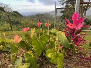flowers along roadside