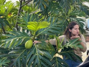 woman demonstrating bread fruit