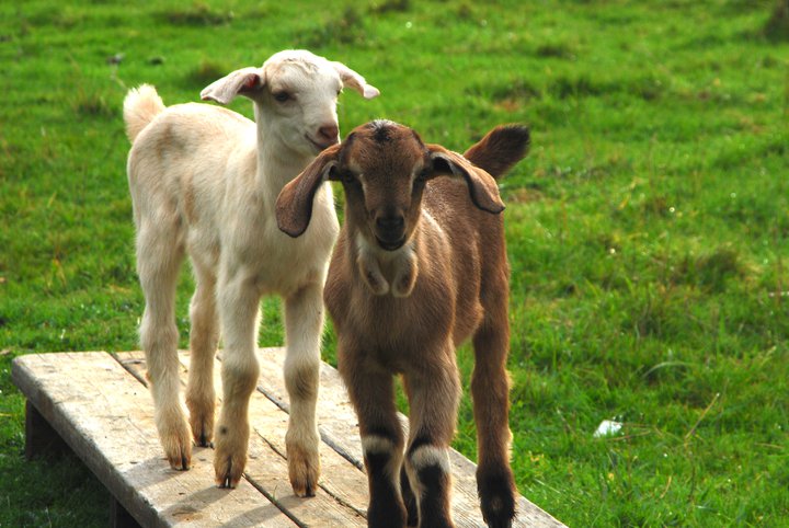 Lucky Goat Family Farm Big Sur CA | Farm Stay USA