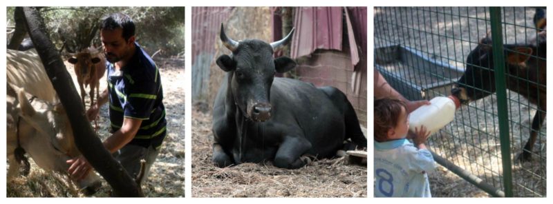 Willow Creek Ranch Farm Stay, Mountain Ranch, California | Farm Stay USA