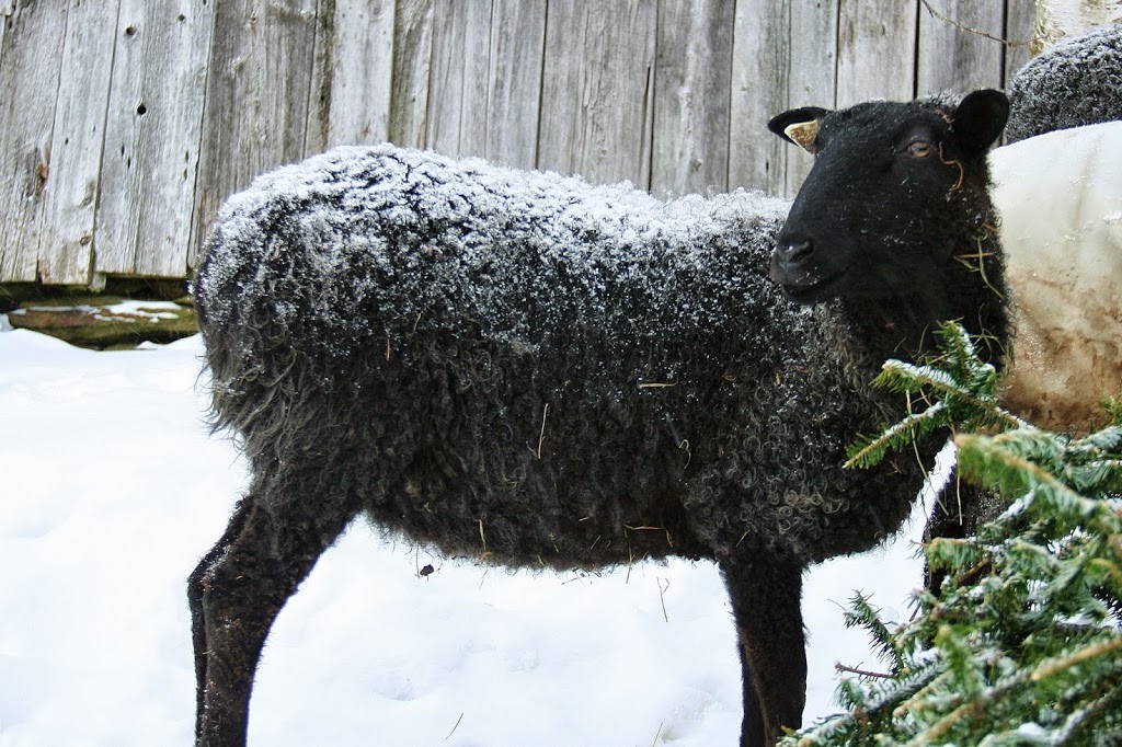 Grand View Farm, Vermont | Farm Stay USA