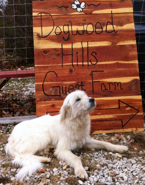 Dogwood Hills Guest Farm, Harriett, Arkansas | Farm Stay USA