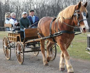 Flint Hill Farm Coopersburg PA | Farm Stay USA