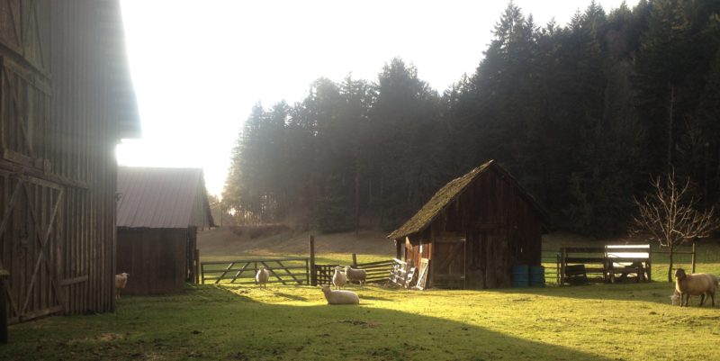 Leaping Lamb Farm, Alsea, Oregon | Farm Stay USA