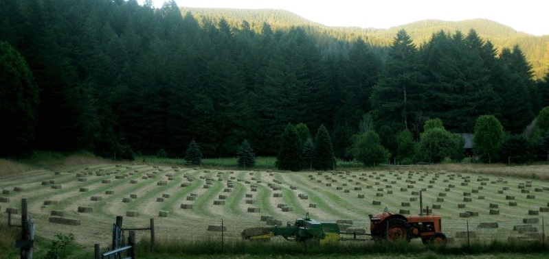 Leaping Lamb Farm, Alsea, Oregon | Farm Stay USA