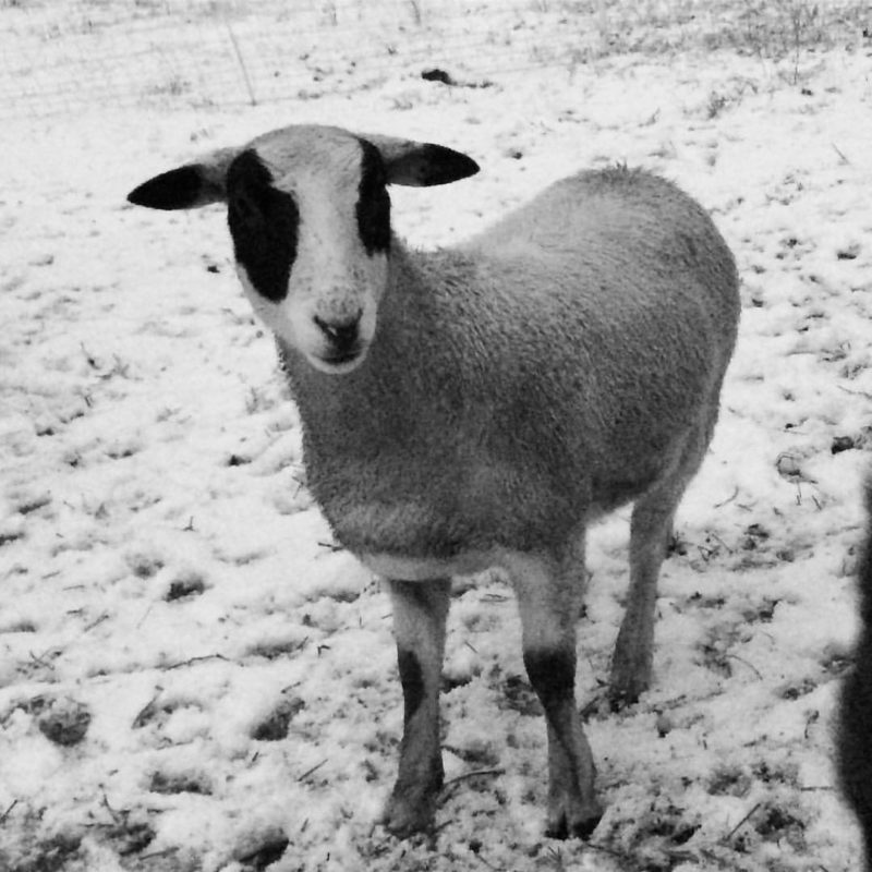 Sheep in snow