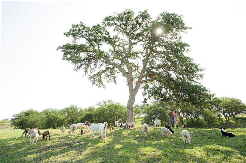 Reves de Moutons, Paso Robles, California | Farm Stay USA