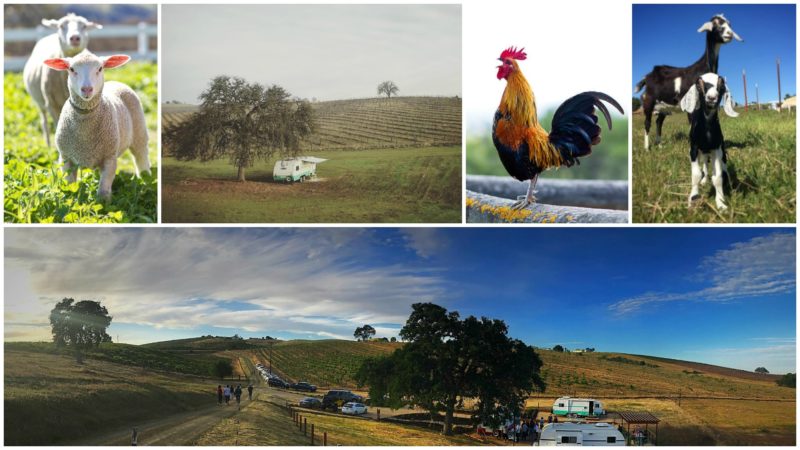 Reves de Moutons, Paso Robles, California | Farm Stay USA