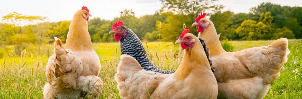 Like chickens? They are everywhere at farm stays.