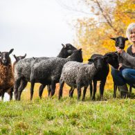 Our Flock of Gotland Sheep