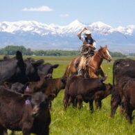 Montana Bunkhouses Working Ranches