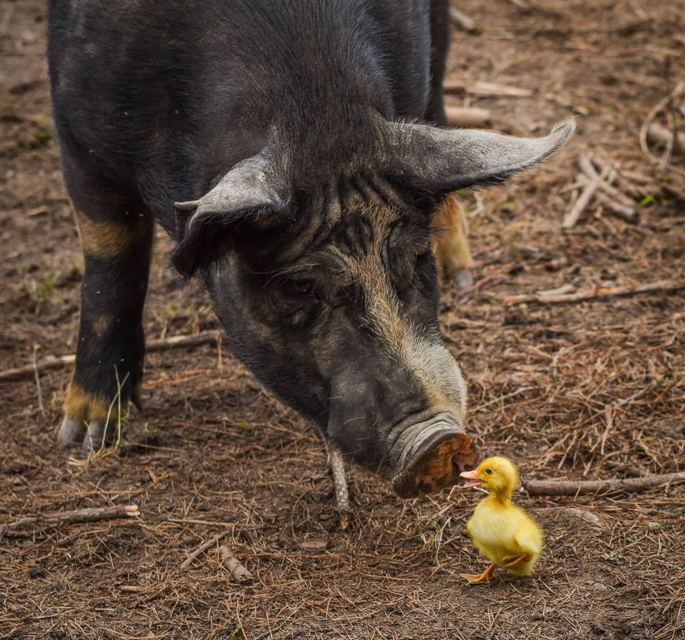 White Oak Pastures, Bluffton, Georgia | Farm Stay USA