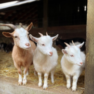 meet the goats!