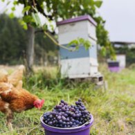 chickens love their grapes.  beehives in the background!