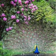 Elton the peacock!