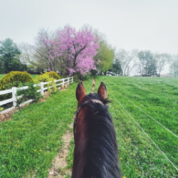 take a riding lesson