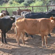 Cattle at Cold Creek Ranch