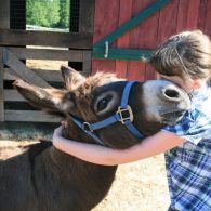 Eeyore the donkey