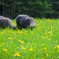 Gotland Sheep Grazing