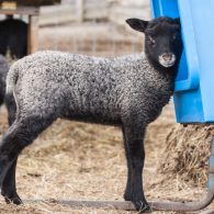 Gotland Lamb