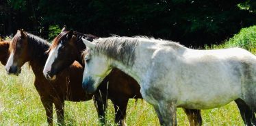 Hummerhaven Farmstead Millerstown PA | Farm Stay USA