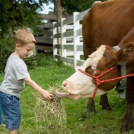 boy and cow